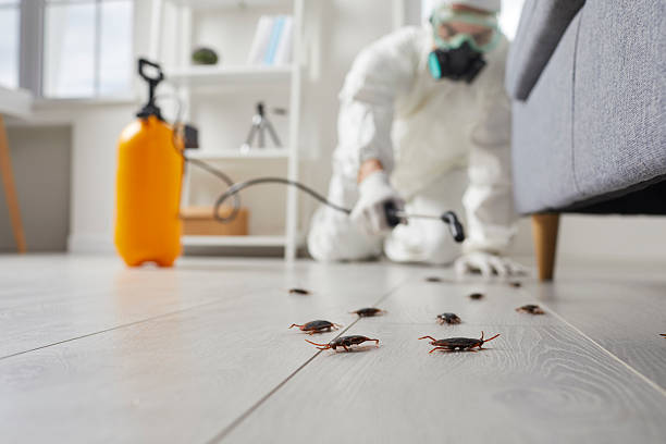 Commercial Rodent Management in Lyons